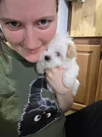 Bottle Baby Bella (Story), a female Maltese and Yorkshire Terrier for sale in Rockville, IN – Photo 1 of 10