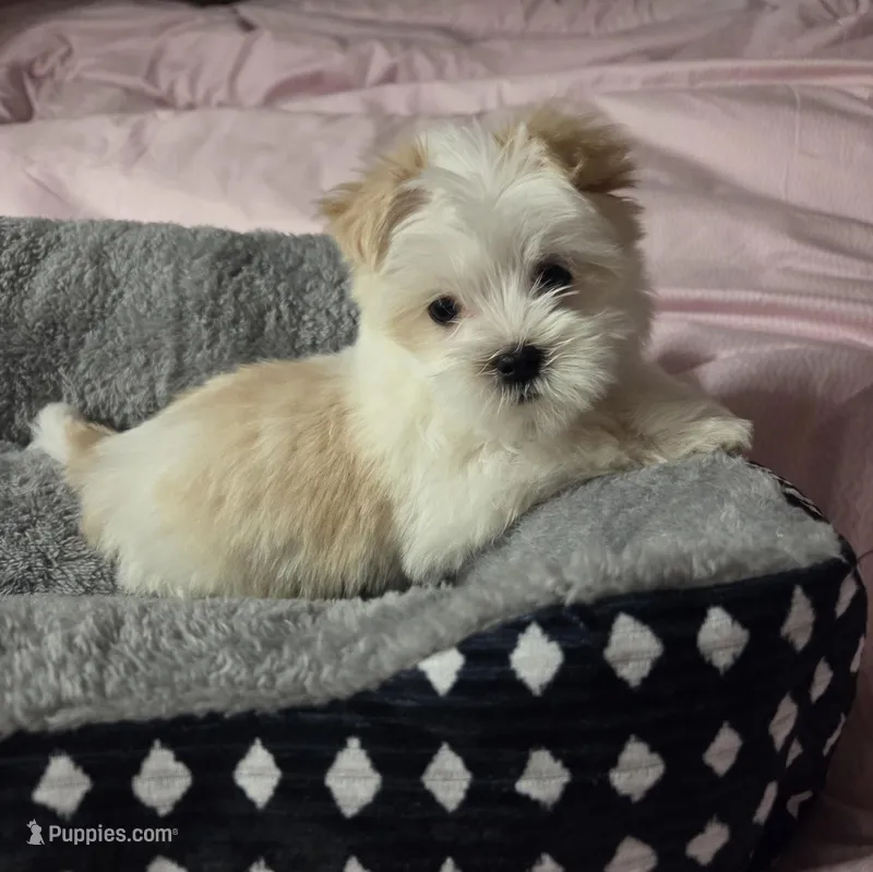 Bottle Baby Bella (Story) – Maltese, Yorkshire Terrier puppy for sale in Rockville, IN