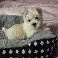 Bottle Baby Bella (Story), a female Maltese and Yorkshire Terrier for sale in Rockville, IN – Photo 4 of 10