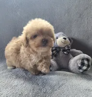 Theodore , a male Maltipoo and Poodle - Miniature  for sale in Brazil, IN – 10 of 10