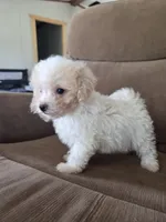 Shep, a male Maltese and Poodle - Miniature  for sale in Brazil, IN – 6 of 9