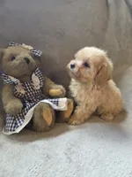 Ruby, a female Maltipoo and Poodle - Miniature  for sale in Brazil, IN – 10 of 10