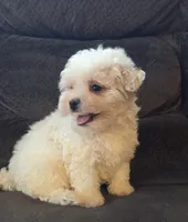 Bear, a male Poodle - Miniature  and Morkie for sale in Rockville, IN – 2 of 7