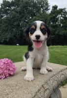 Lily, a female Cavalier King Charles Spaniel for sale in Brazil, IN – 1 of 10