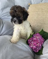 Sasha, a female Poodle - Miniature  and Shichon for sale in Brazil, IN – 4 of 10