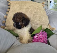 Sasha, a female Poodle - Miniature  and Shichon for sale in Brazil, IN – 7 of 10