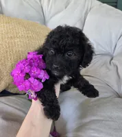 Lucy, a female Poodle - Miniature  and Shichon for sale in Brazil, IN – 3 of 10