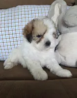 Teddy, a male Maltese and Poodle - Miniature  for sale in Brazil, IN – 9 of 9