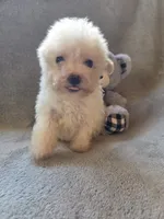 Logan, a male Maltipoo and Poodle - Miniature  for sale in Brazil, IN – 10 of 10