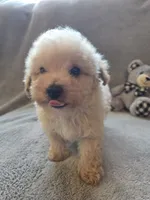 Tucker, a male Maltipoo and Poodle - Miniature  for sale in Brazil, IN – 7 of 10