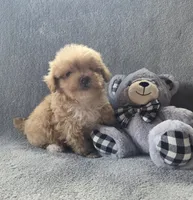 Theodore , a male Maltipoo and Poodle - Miniature  for sale in Brazil, IN – 4 of 10