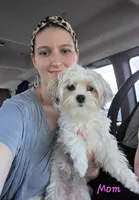 Bear, a male Poodle - Miniature  and Morkie for sale in Rockville, IN – 6 of 7