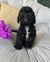 Lucy, a female Poodle - Miniature  and Shichon for sale in Brazil, IN – 6 of 10