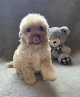 Jackson, a male Maltipoo and Poodle - Miniature  for sale in Brazil, IN – 7 of 10