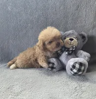 Theodore , a male Maltipoo and Poodle - Miniature  for sale in Brazil, IN – 2 of 10