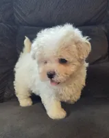 Bear, a male Poodle - Miniature  and Morkie for sale in Rockville, IN – 3 of 7