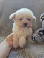 Logan, a male Maltipoo and Poodle - Miniature  for sale in Brazil, IN – 7 of 10