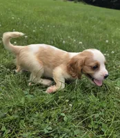 Ryder, a male Cavalier King Charles Spaniel for sale in Brazil, IN – 3 of 10