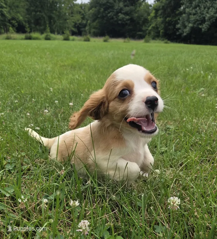 Ryder – Cavalier King Charles Spaniel puppy for sale in Brazil, IN