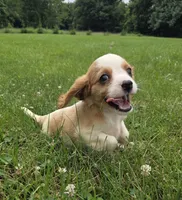 Ryder, a male Cavalier King Charles Spaniel for sale in Brazil, IN – 1 of 10
