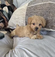 Cody, a male Poodle - Miniature  and Shichon for sale in Brazil, IN – 7 of 9