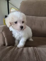 Shep, a male Maltese and Poodle - Miniature  for sale in Brazil, IN – 7 of 9