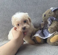 Daisy, a female Maltipoo and Poodle - Miniature  for sale in Brazil, IN – 7 of 10