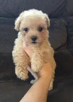 Lily, a female Poodle - Miniature  and Morkie for sale in Rockville, IN – 2 of 8