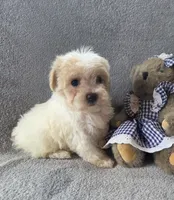 Daisy, a female Maltipoo and Poodle - Miniature  for sale in Brazil, IN – 6 of 10