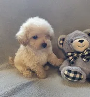 Tucker, a male Maltipoo and Poodle - Miniature  for sale in Brazil, IN – 8 of 10