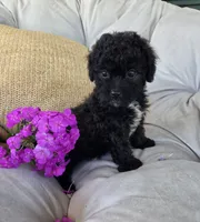 Lucy, a female Poodle - Miniature  and Shichon for sale in Brazil, IN – 2 of 10