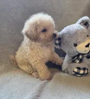 Tucker, a male Maltipoo and Poodle - Miniature  for sale in Brazil, IN – 9 of 10