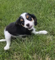Lily, a female Cavalier King Charles Spaniel for sale in Brazil, IN – 9 of 10