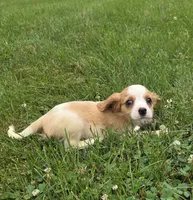 Ryder, a male Cavalier King Charles Spaniel for sale in Brazil, IN – 7 of 10