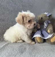 Daisy, a female Maltipoo and Poodle - Miniature  for sale in Brazil, IN – 9 of 10