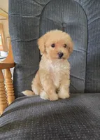 Rusty, a male Maltese and Poodle - Miniature  for sale in Brazil, IN – 10 of 10