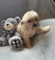 Jackson, a male Maltipoo and Poodle - Miniature  for sale in Brazil, IN – 8 of 10
