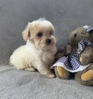 Daisy, a female Maltipoo and Poodle - Miniature  for sale in Brazil, IN – 8 of 10