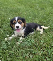 Banjo, a male Cavalier King Charles Spaniel for sale in Brazil, IN – 4 of 9