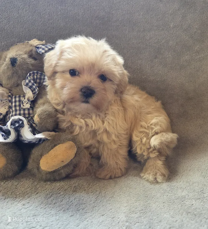 Ruby – Maltipoo, Poodle - Miniature  puppy for sale in Brazil, IN