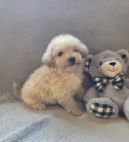 Tucker, a male Maltipoo and Poodle - Miniature  for sale in Brazil, IN – 2 of 10