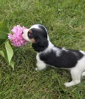 Lily, a female Cavalier King Charles Spaniel for sale in Brazil, IN – 6 of 10