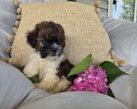 Sasha, a female Poodle - Miniature  and Shichon for sale in Brazil, IN – 5 of 10
