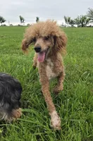 Lucy, a female Poodle - Miniature  and Shichon for sale in Brazil, IN – 10 of 10