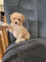Rusty, a male Maltese and Poodle - Miniature  for sale in Brazil, IN – 5 of 10