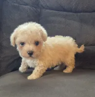 Lily, a female Poodle - Miniature  and Morkie for sale in Rockville, IN – 4 of 8