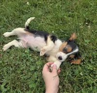 Banjo, a male Cavalier King Charles Spaniel for sale in Brazil, IN – 9 of 9