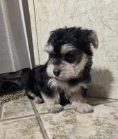Mandy, a female Morkie for sale in Rockville, IN – Photo 6 of 8
