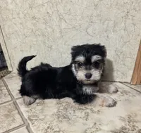 Mandy, a female Morkie for sale in Rockville, IN – Photo 1 of 8