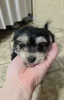 Mandy, a female Morkie for sale in Rockville, IN – Photo 2 of 8